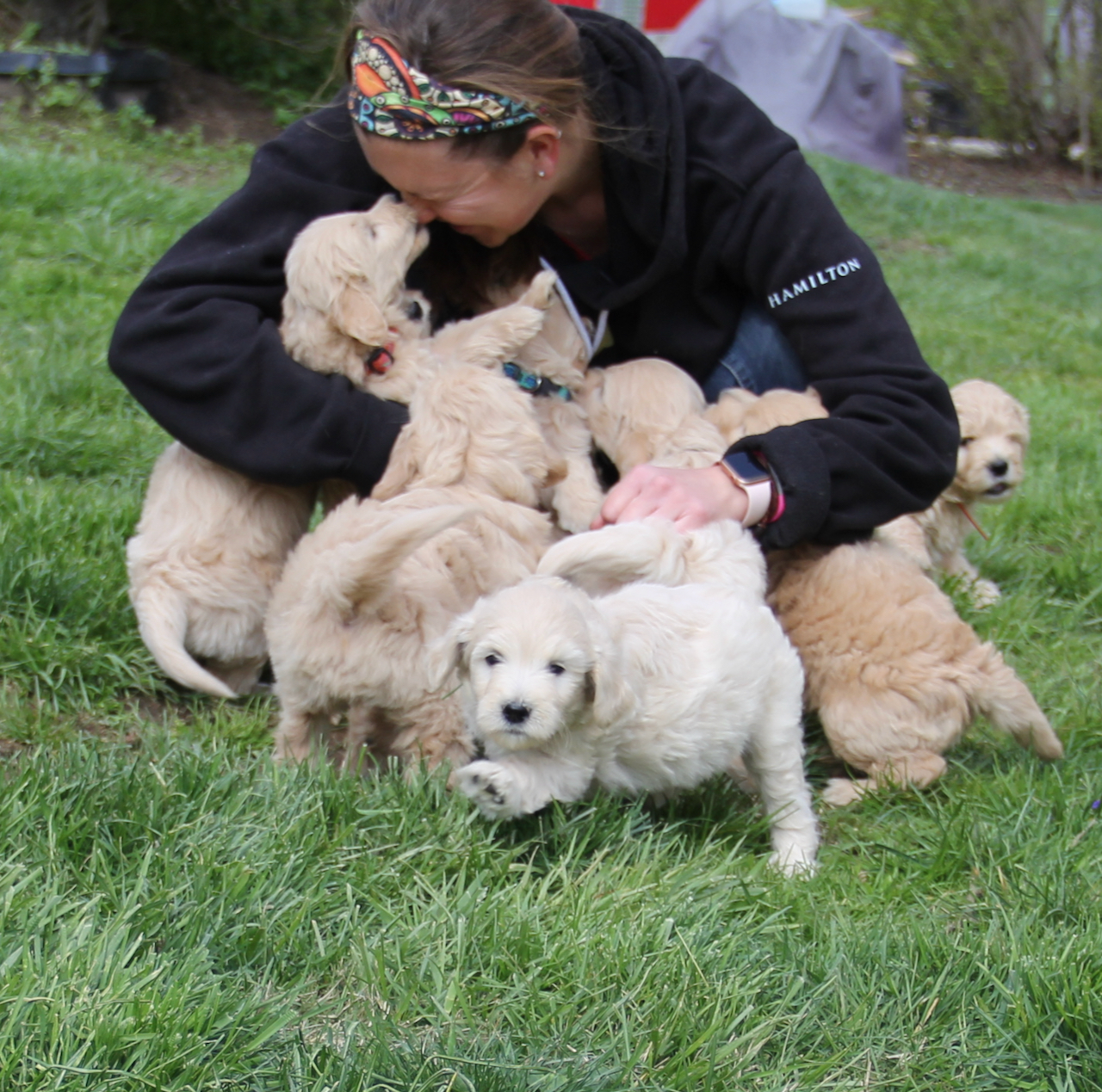 Yesteryear Acres Labradoodles & Goldendoodles Heath