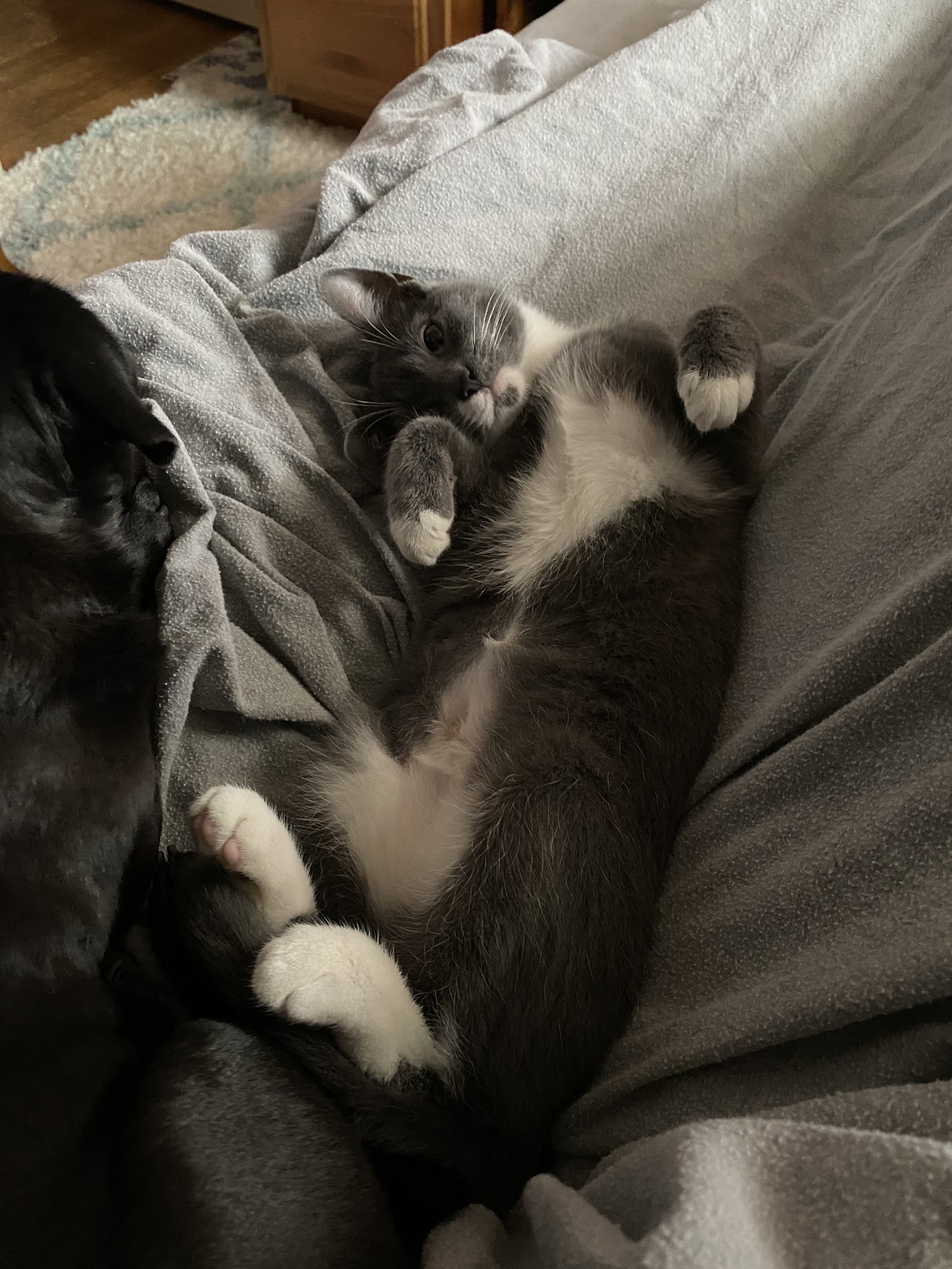 Licking County Humane Society Heath