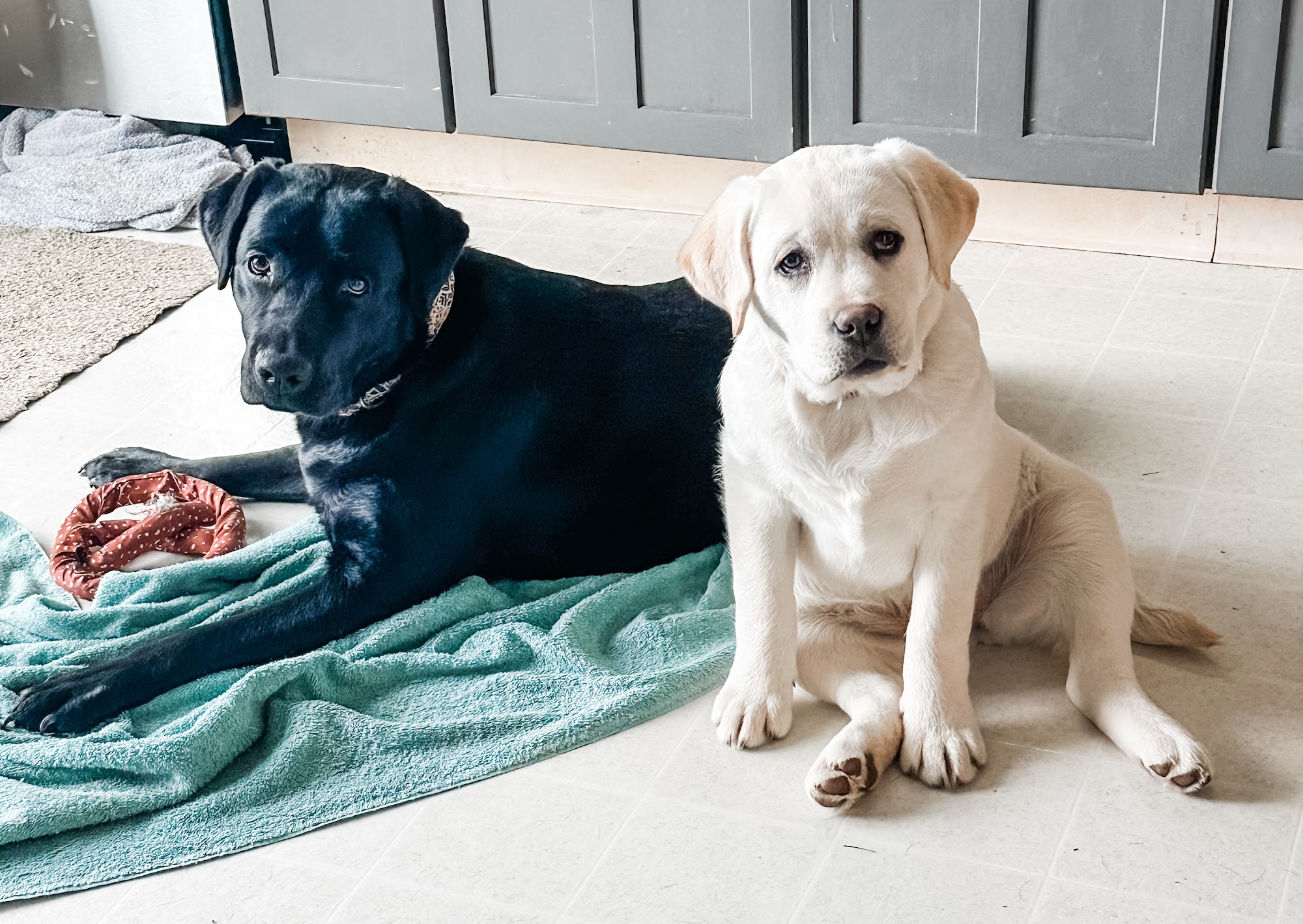 Heartlands Quality Labrador Retrievers and Heartlands Countryside Pet Boarding and Daycare Kennels Jamestown