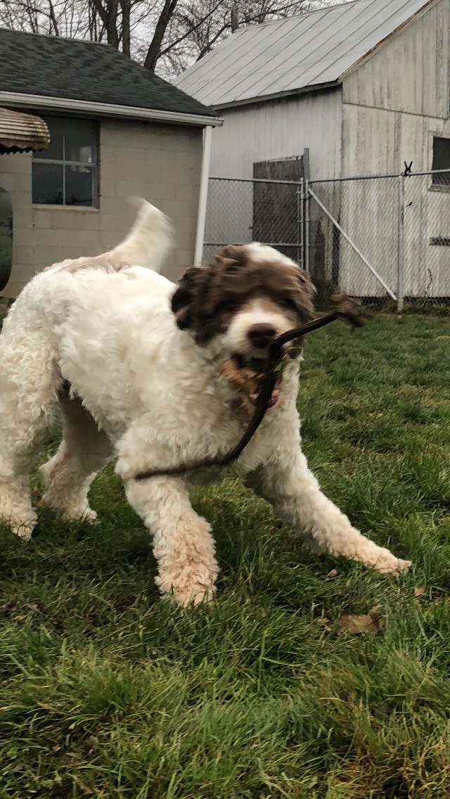 Cloverleaf Boarding Kennel LaGrange