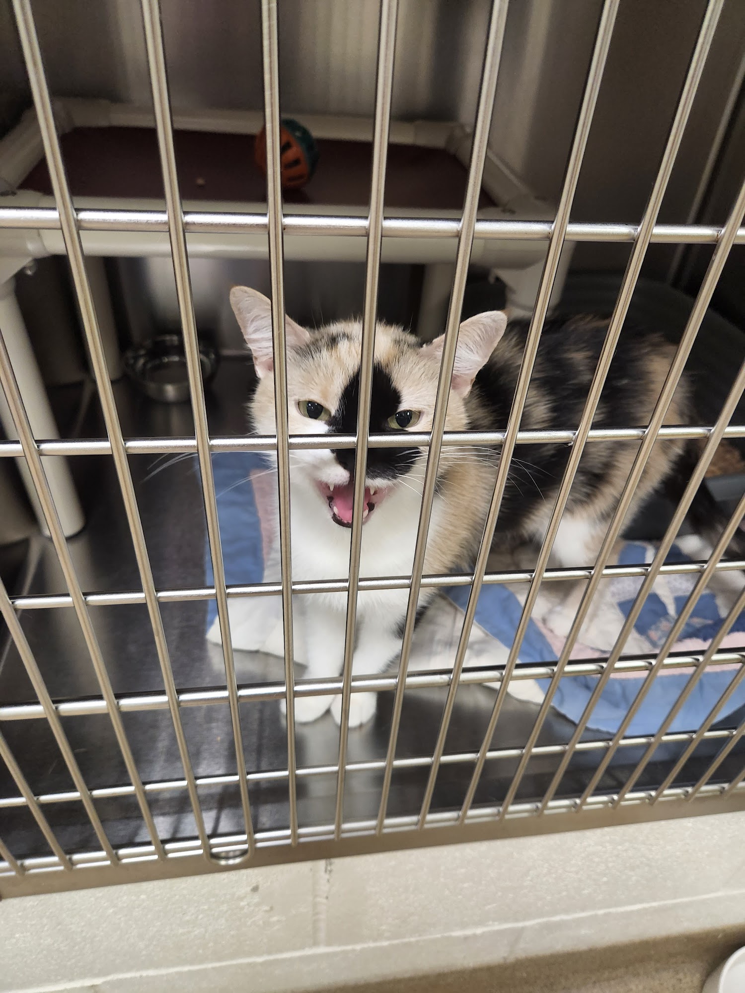 Warren county animal shelter lebanon oh hours directions reviews