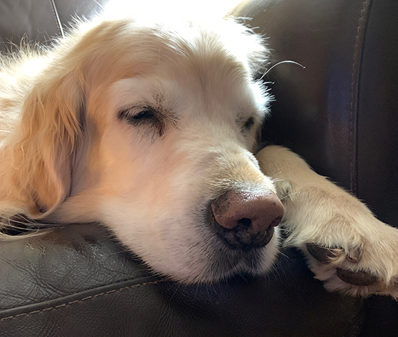 Go Fetch Services Loveland