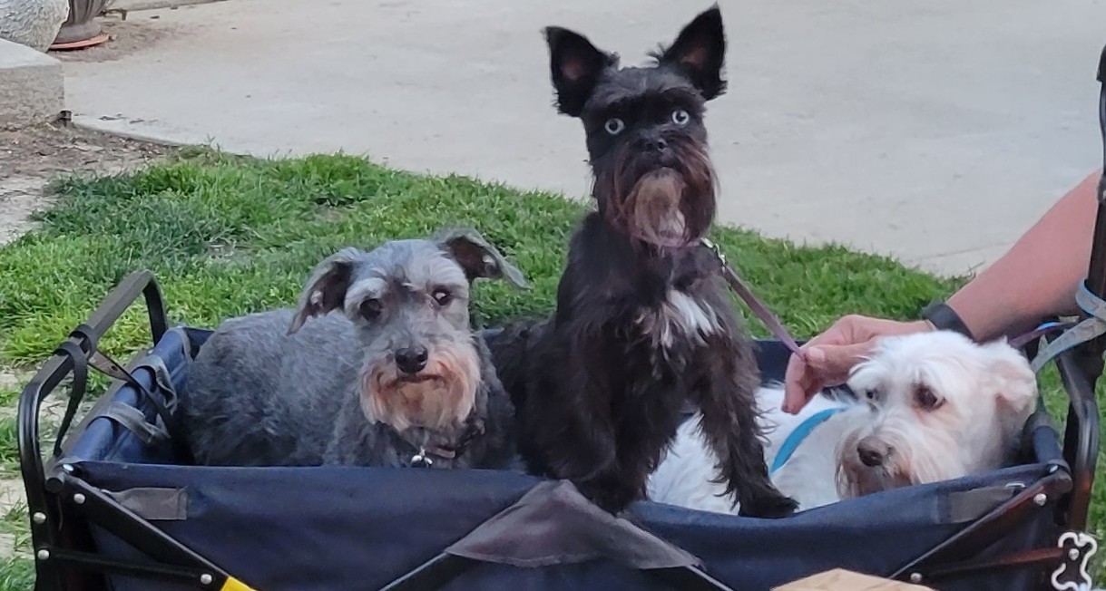 Kristy’s Kritters Pet Grooming Madison