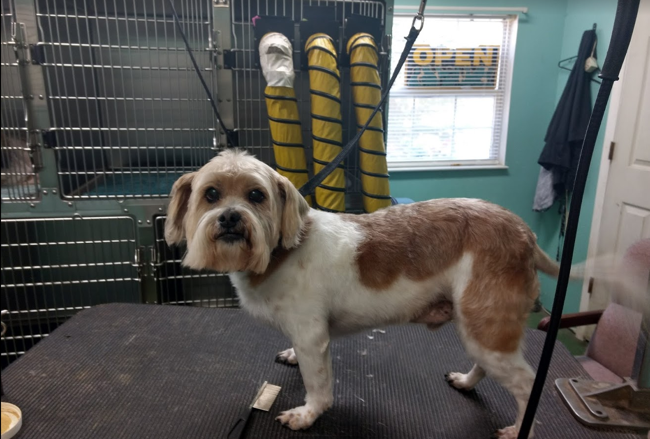 Diana's Grooms at Leisure Madison