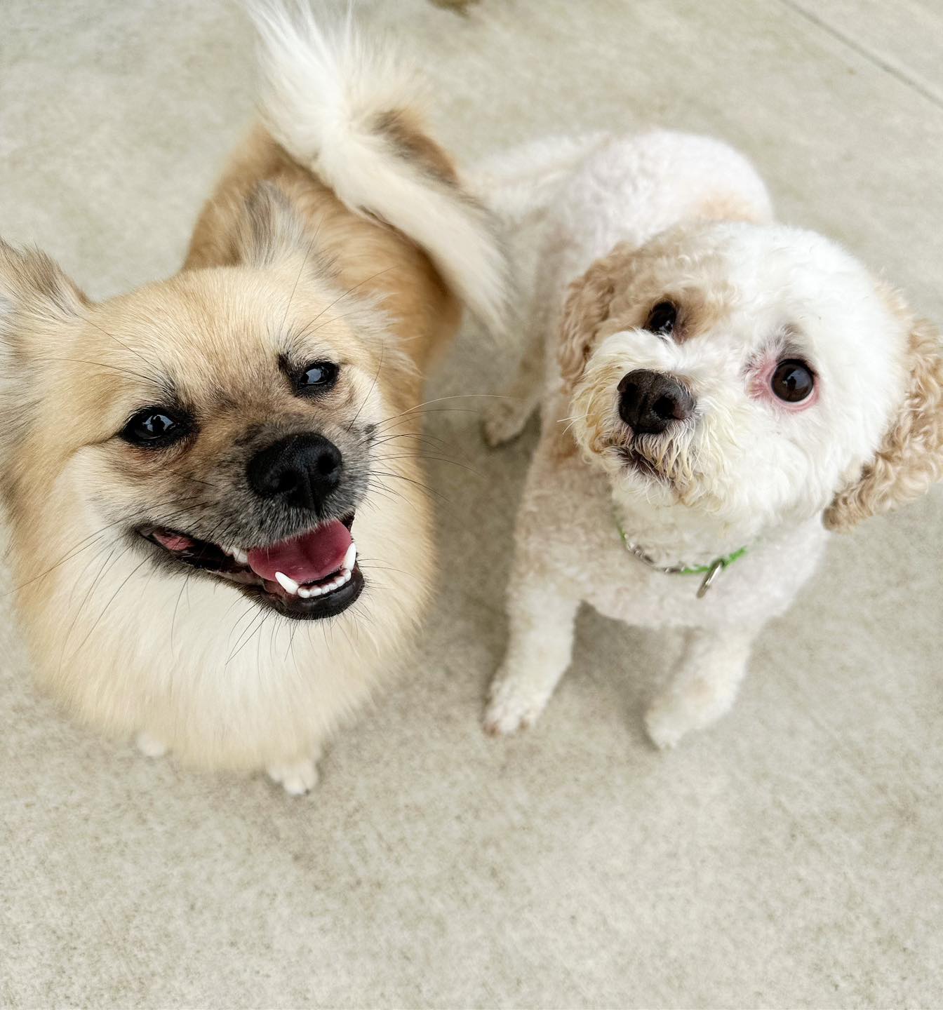 Red Dog Pet Resort & Spa Maineville