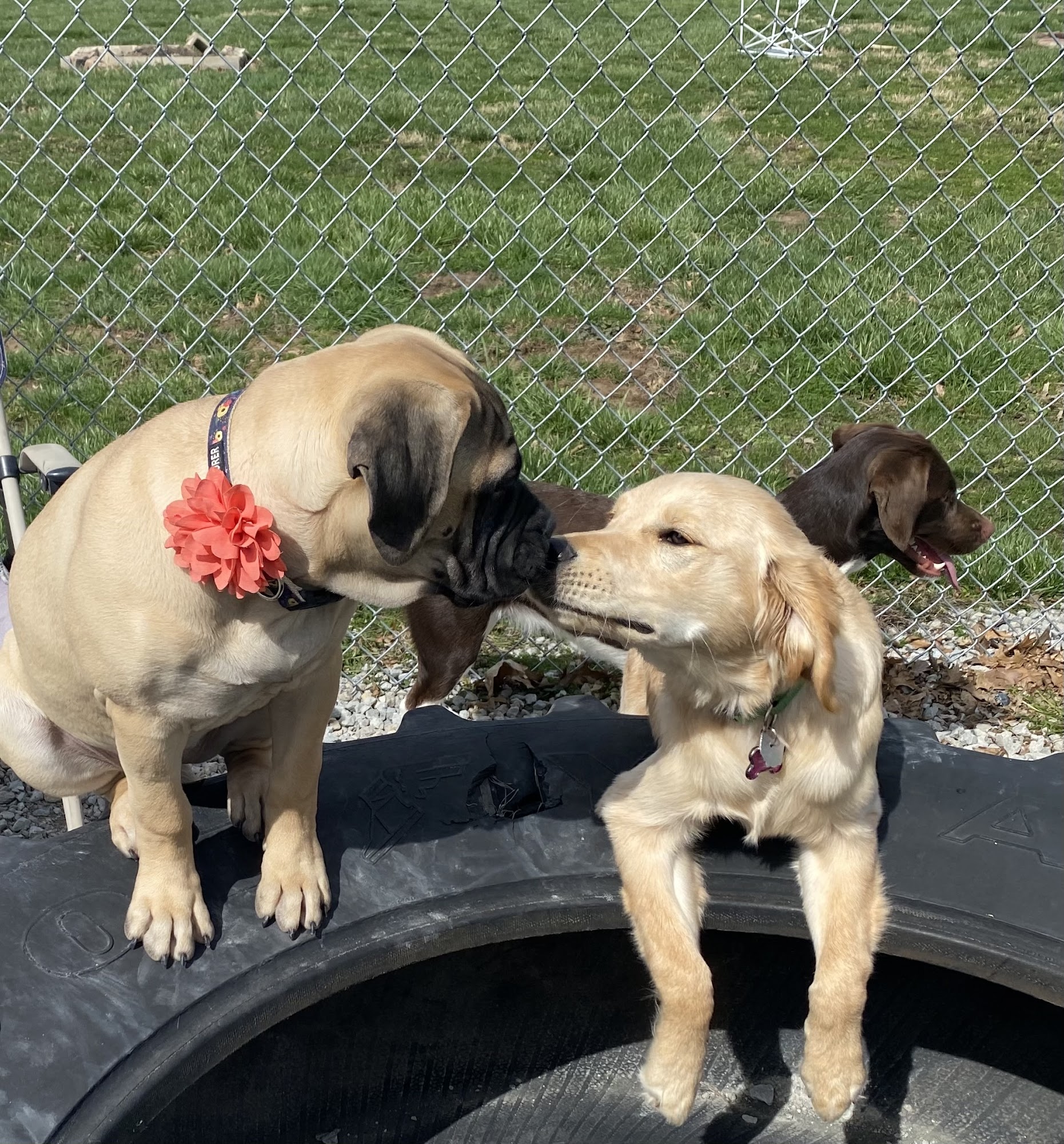 Red Barn Kennels