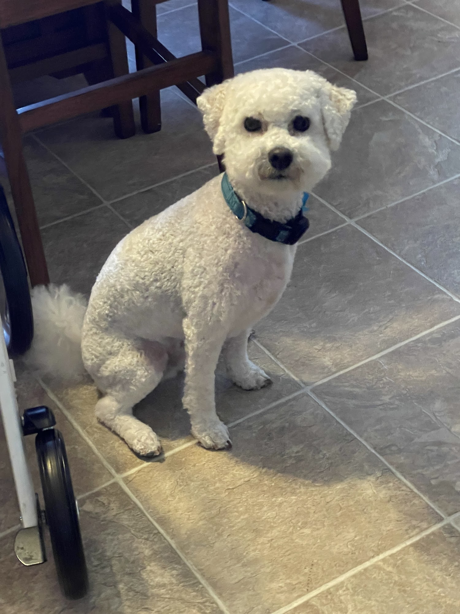 Hill Boarding & Grooming Massillon