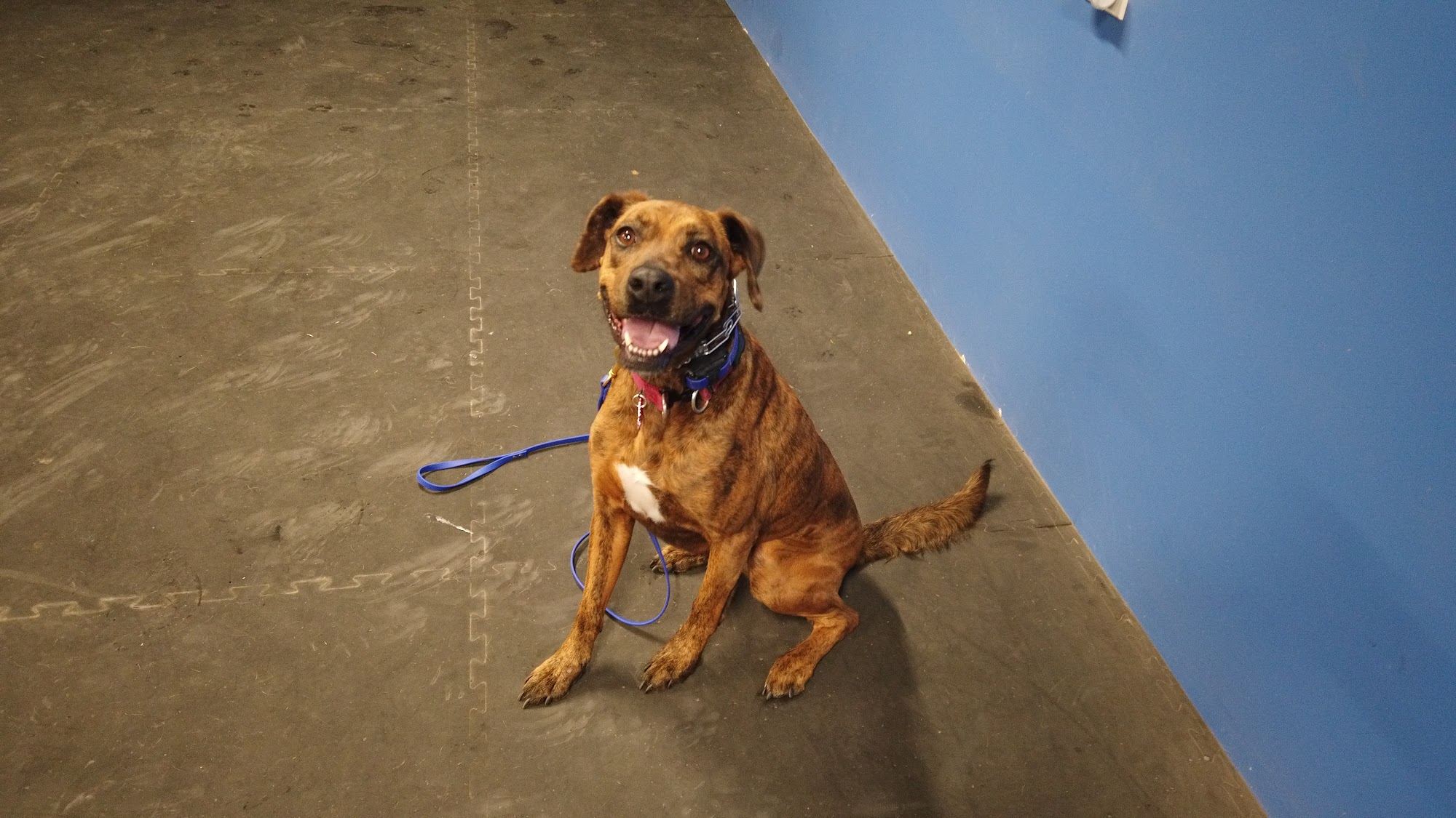 A Leg Up K9 Middletown