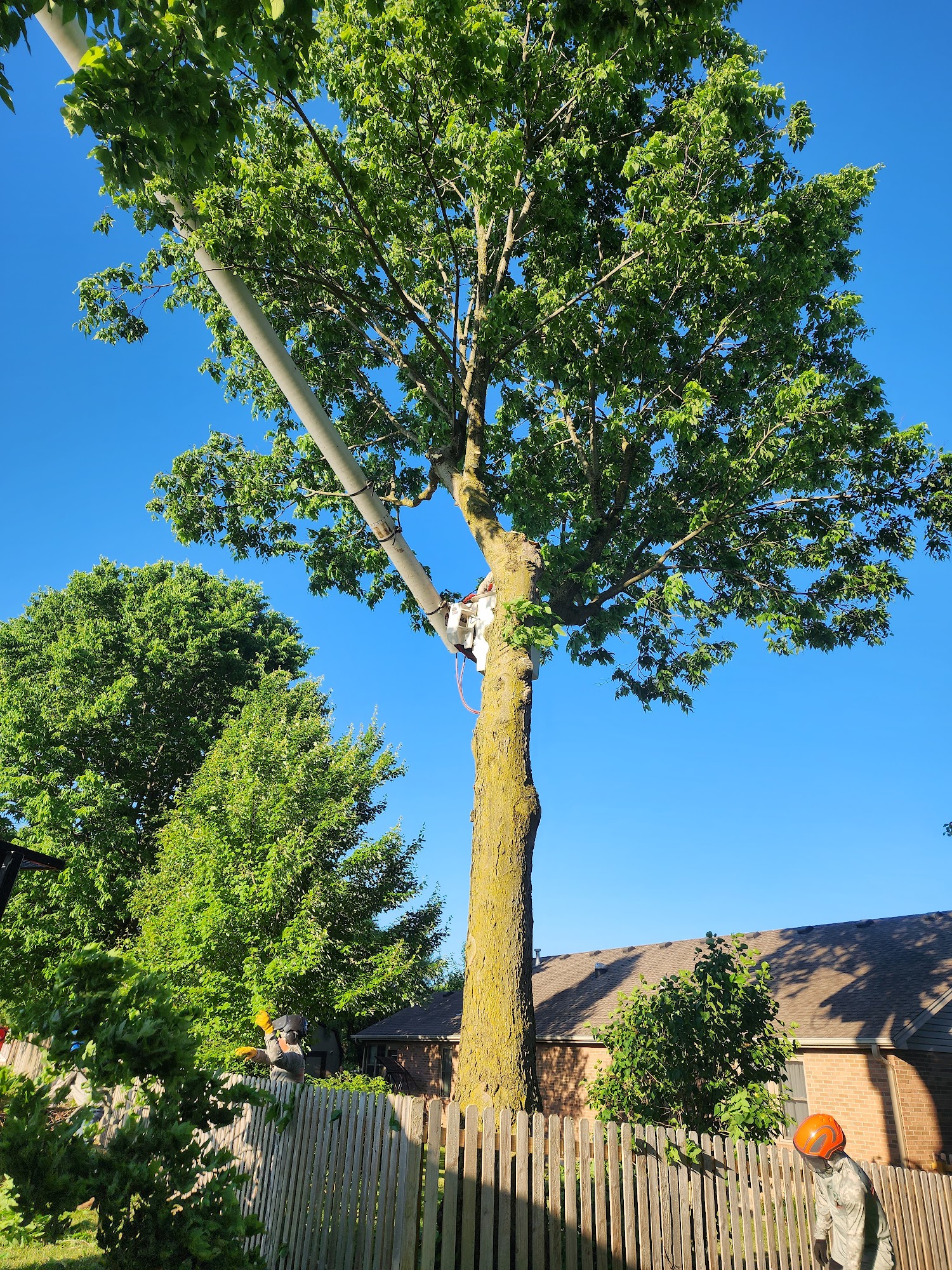 B&G Tree Service