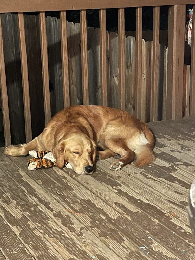 Puppywood - Montgomery Montgomery