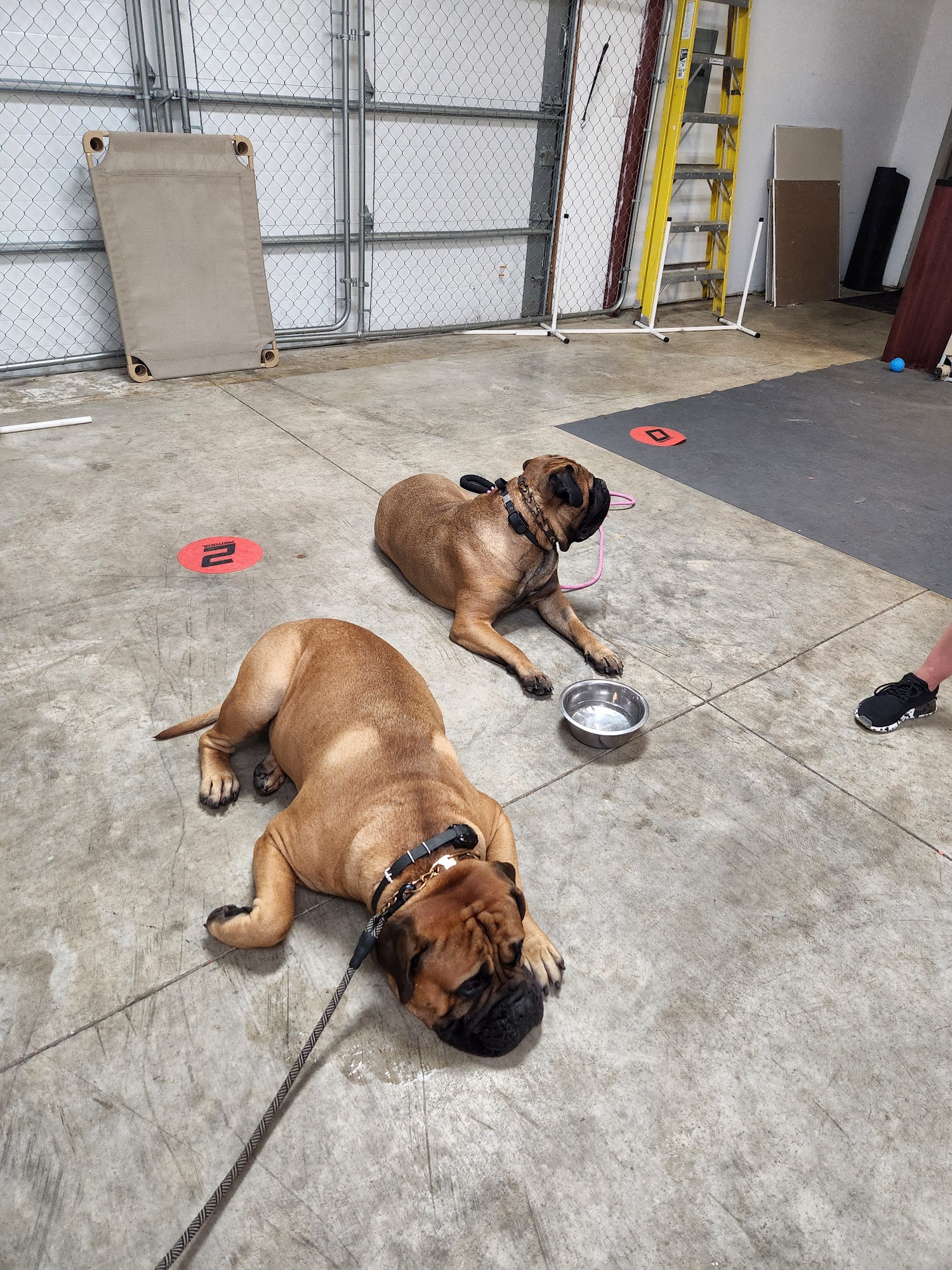 K9 Solutions Center New Carlisle