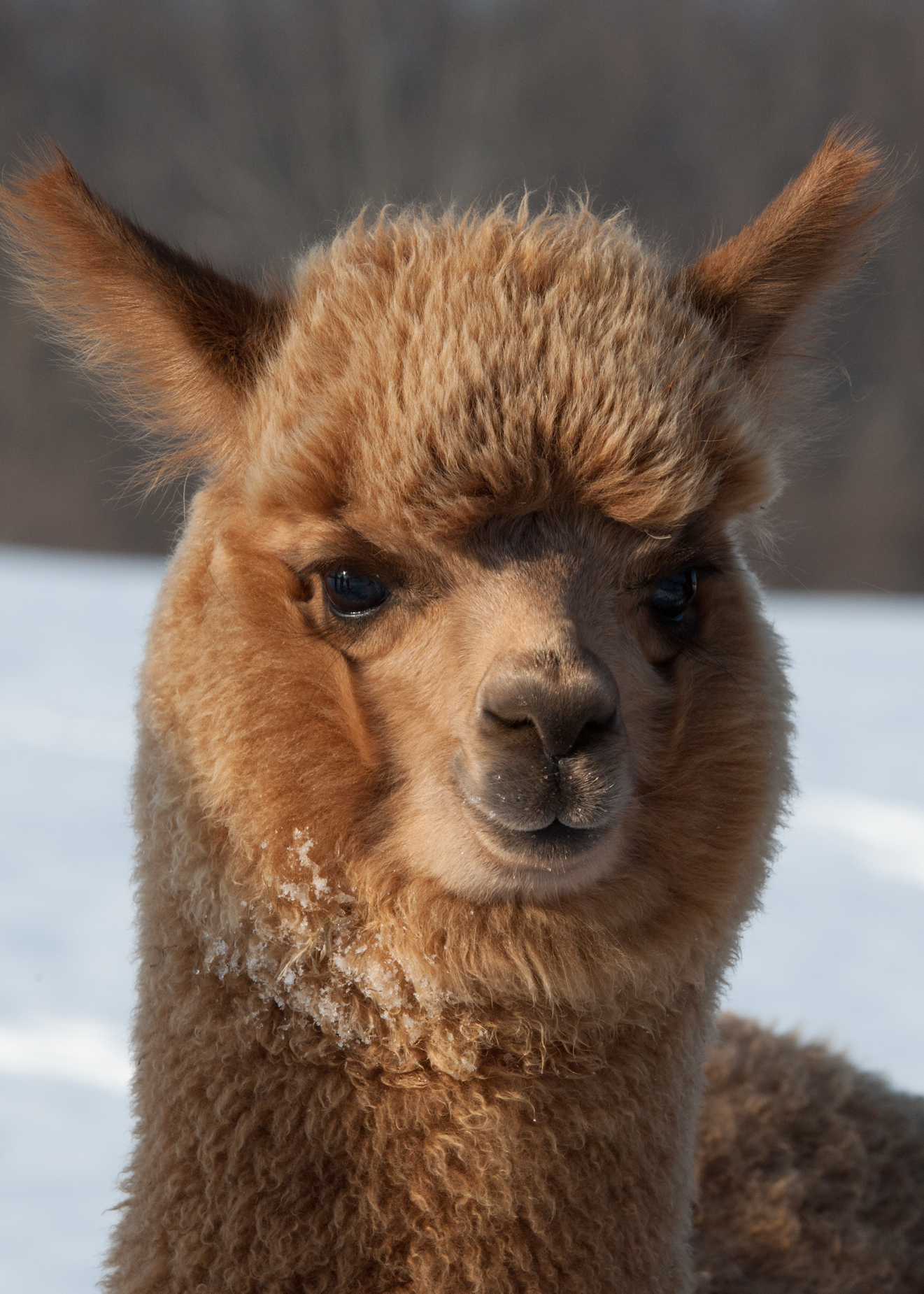 New Richmond Alpaca Farm