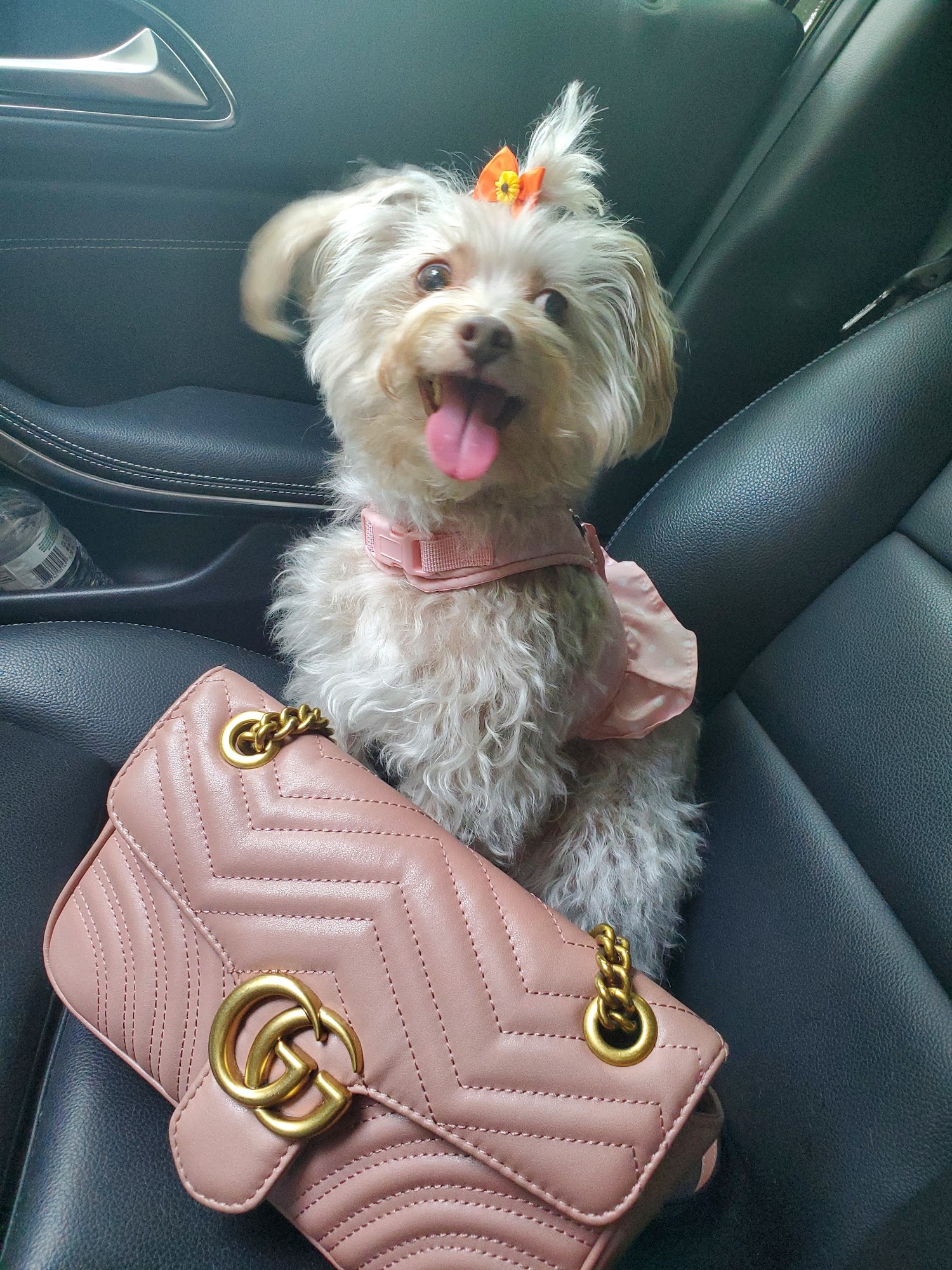 Dirty Dog Grooming Salon North Olmsted