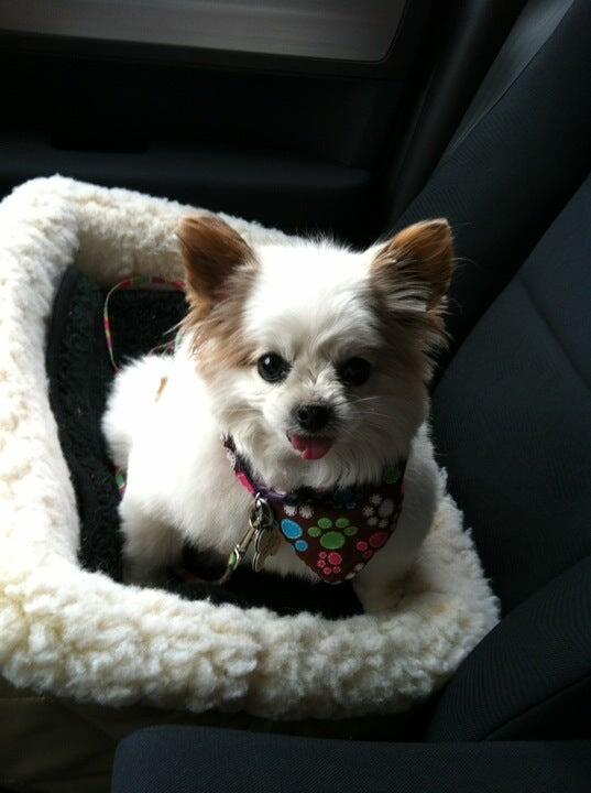 Tip of the Tail Grooming Salon North Olmsted