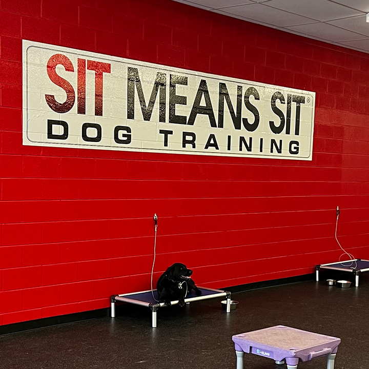 Sit Means Sit Dog Training Cleveland & Akron Northfield