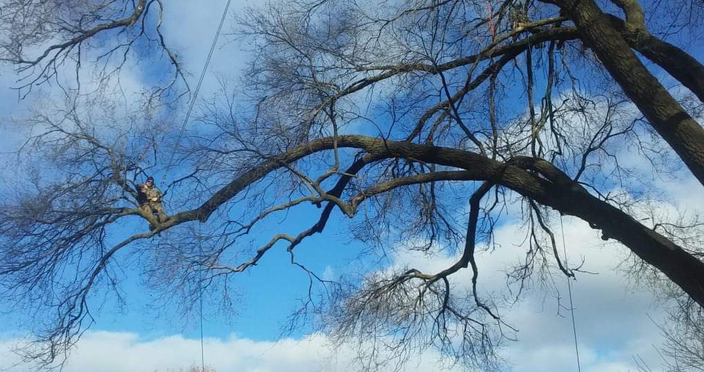 Advanced Arboriculture