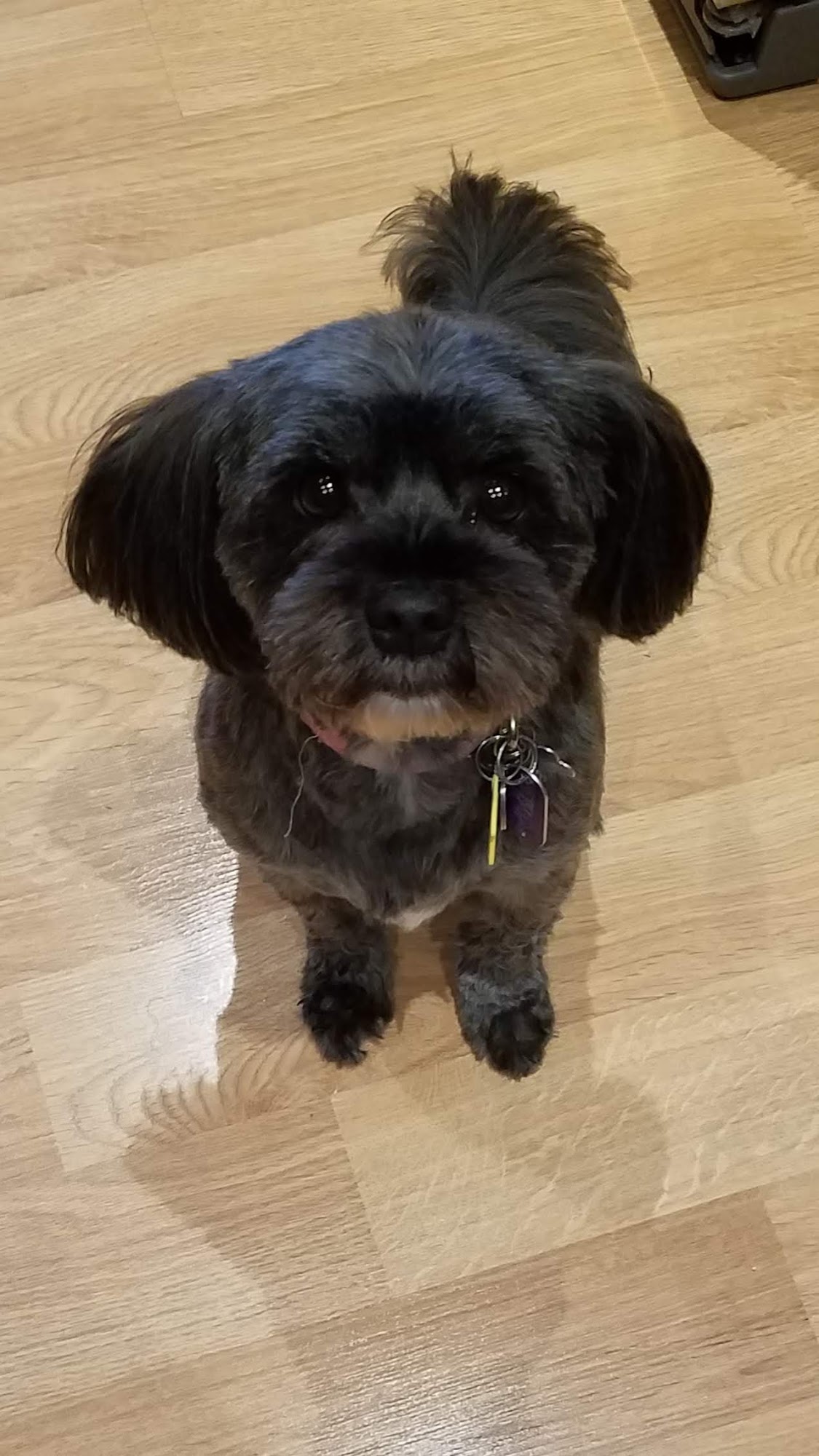 Critter Cuts Etc Pataskala