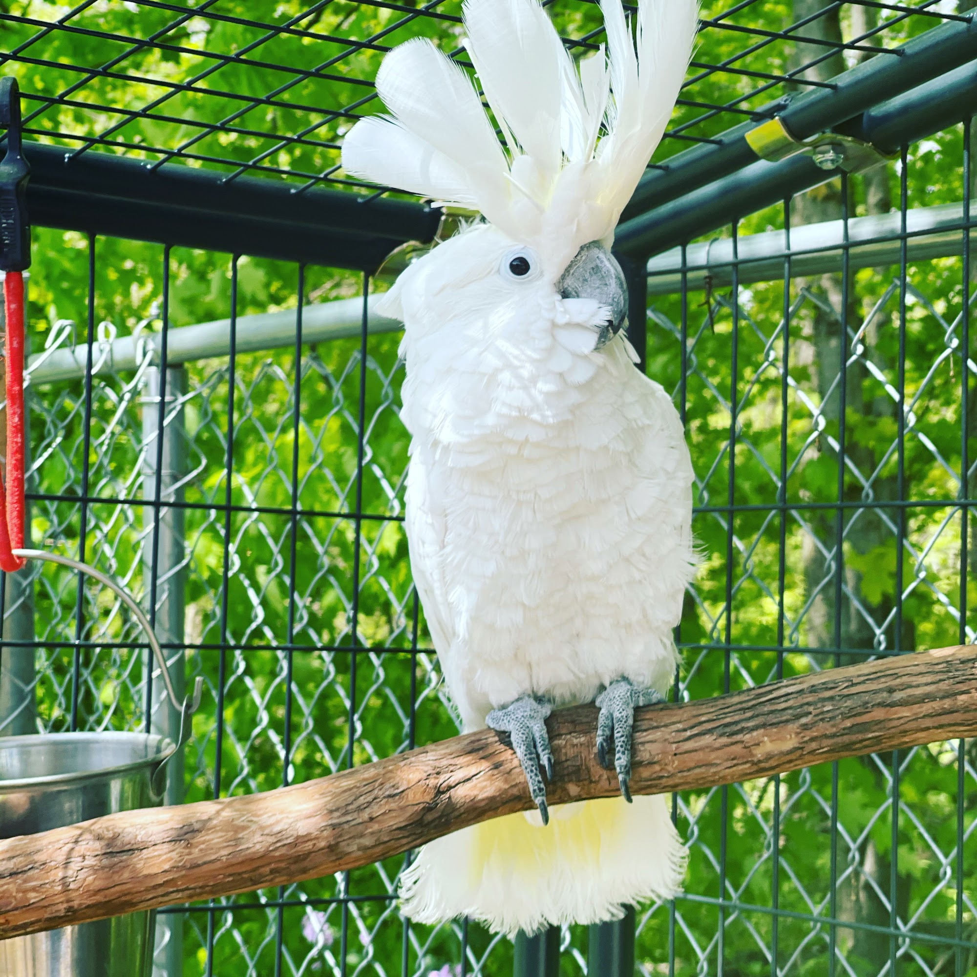 Broadway Kennels Pataskala