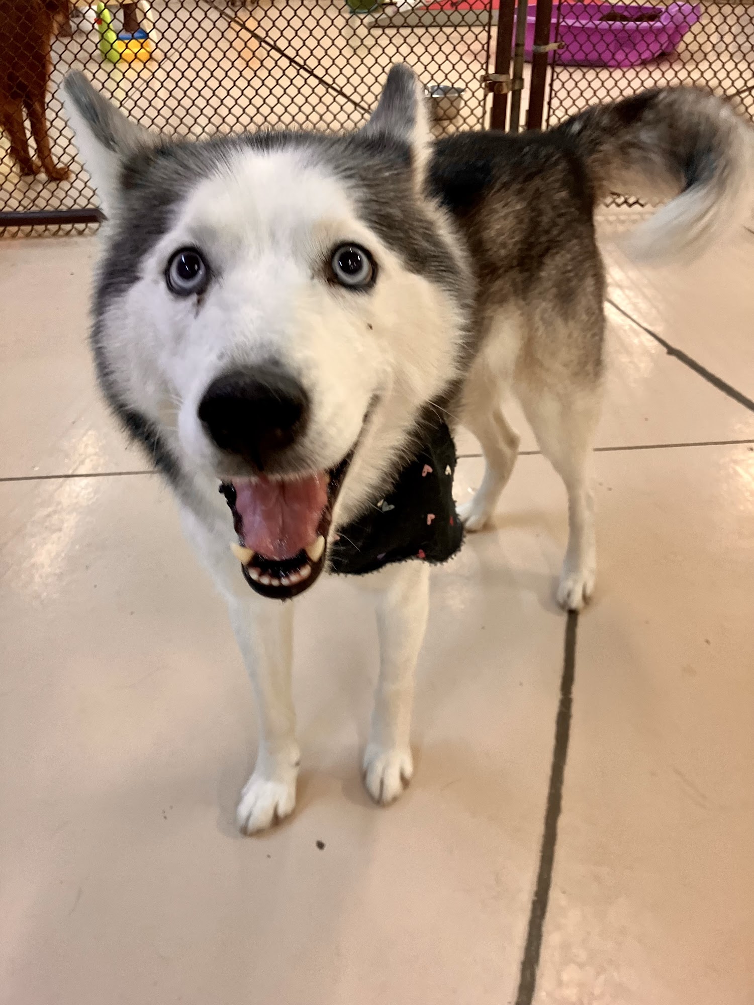 All Tails R Waggin' Pataskala