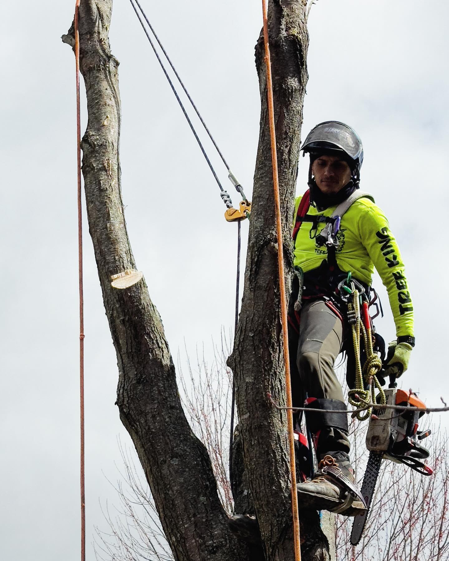 Tree king tree service 9354 Mink St SW, Pataskala Ohio 43068