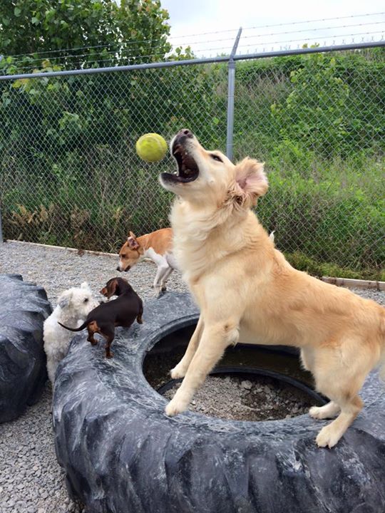 Woofgang Dog Day care Perrysburg
