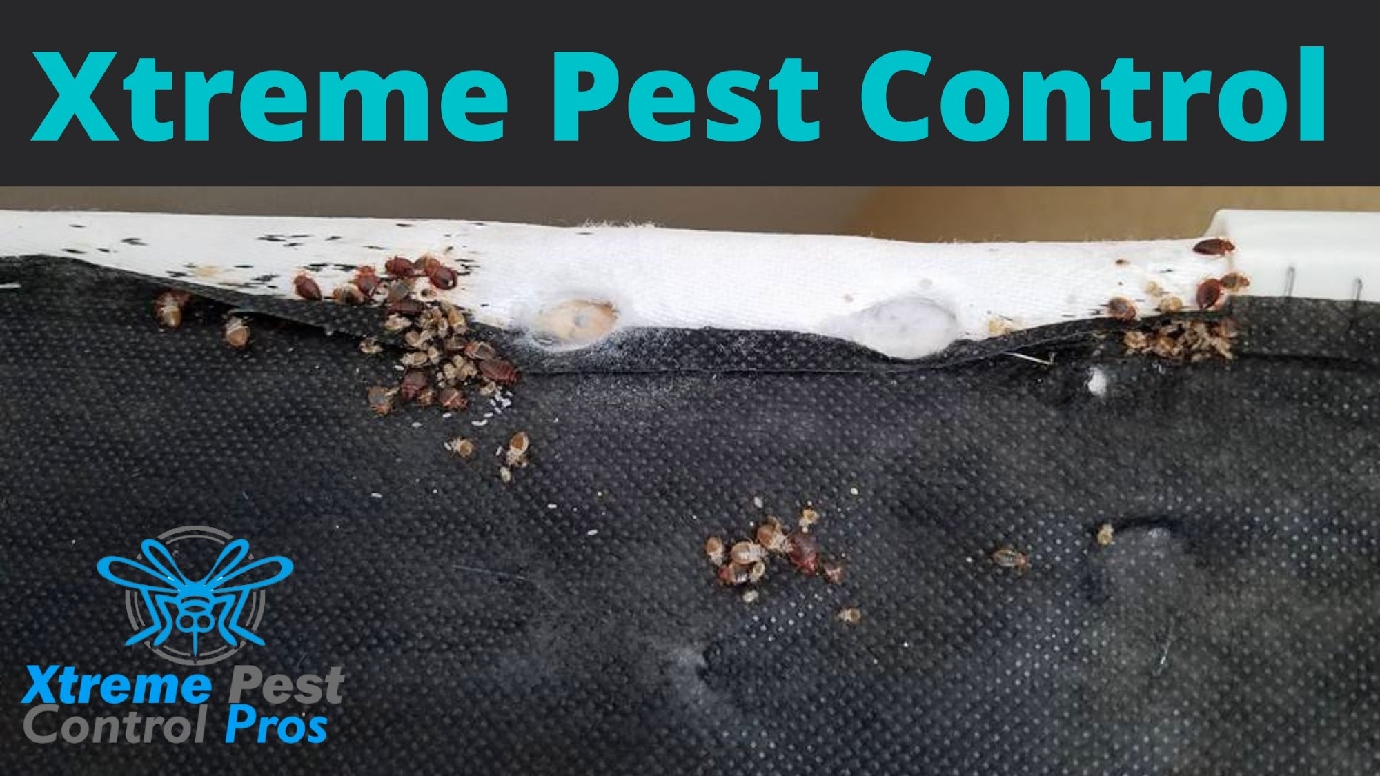 Xtreme Pest Control