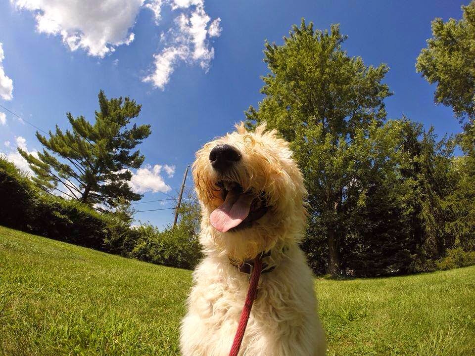 Dog's Best Friend Training