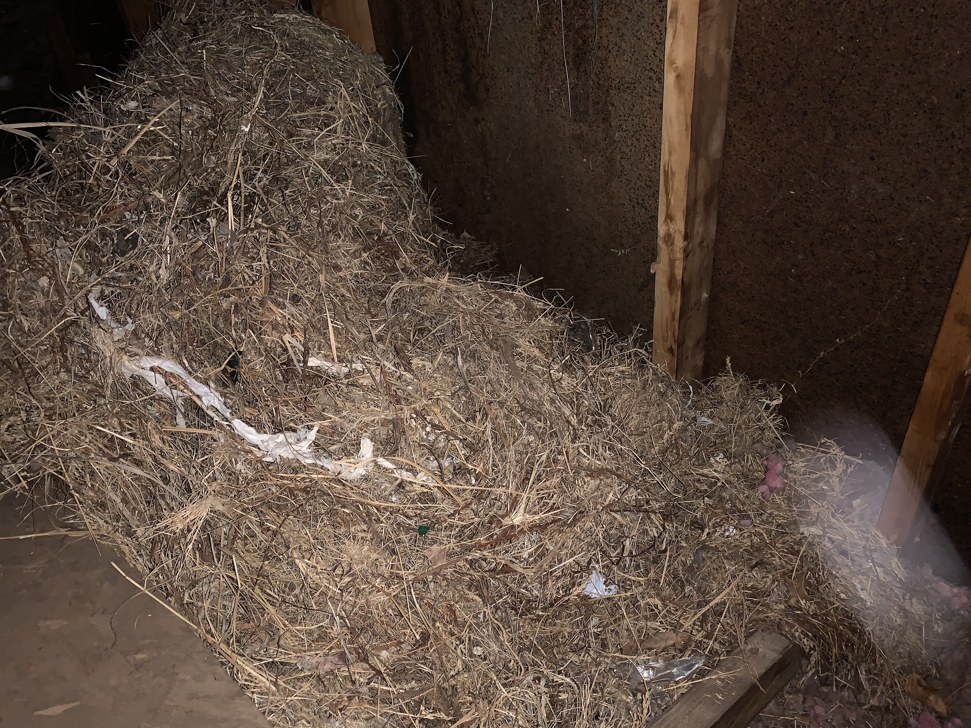 Mick The Critter Man