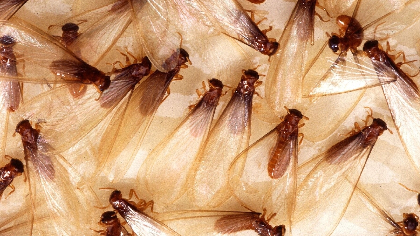 Freedom Termite and Pest Control