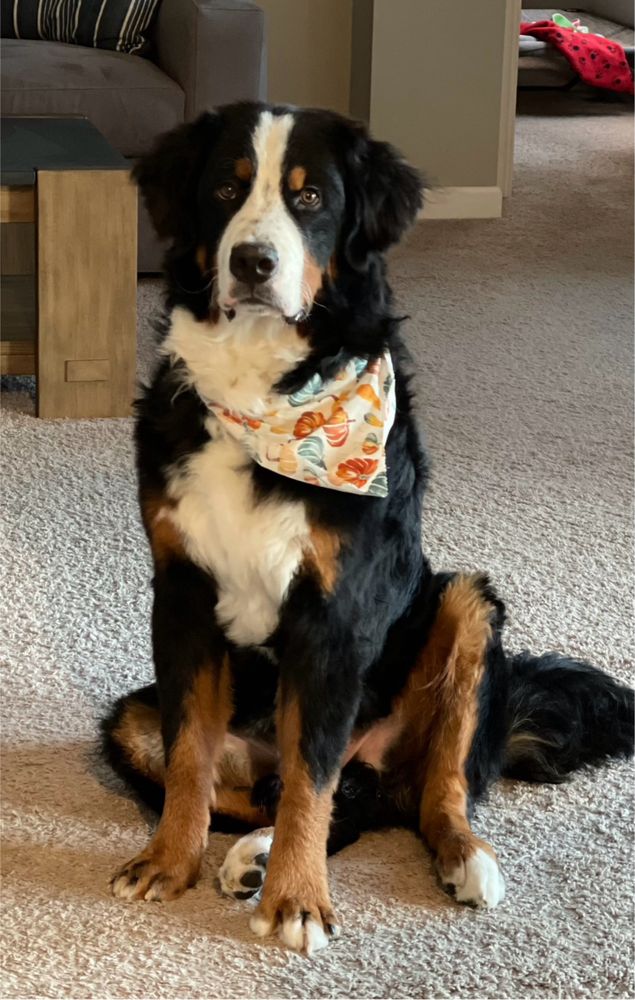 Shawnee Hills Pet Grooming Shawnee Hills
