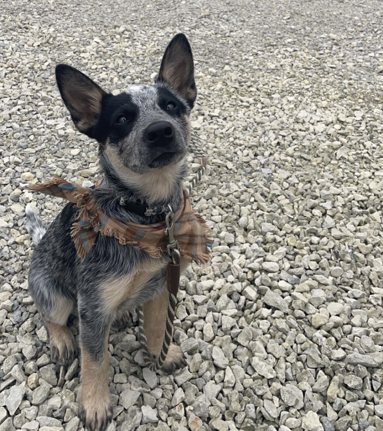 Homeland K-9 Dog Training Academy Springboro