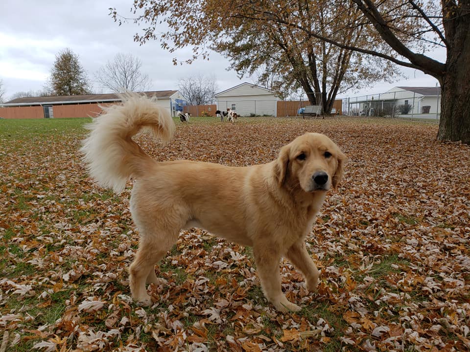 Paradise Pet Resort & Boarding Kennel Springfield