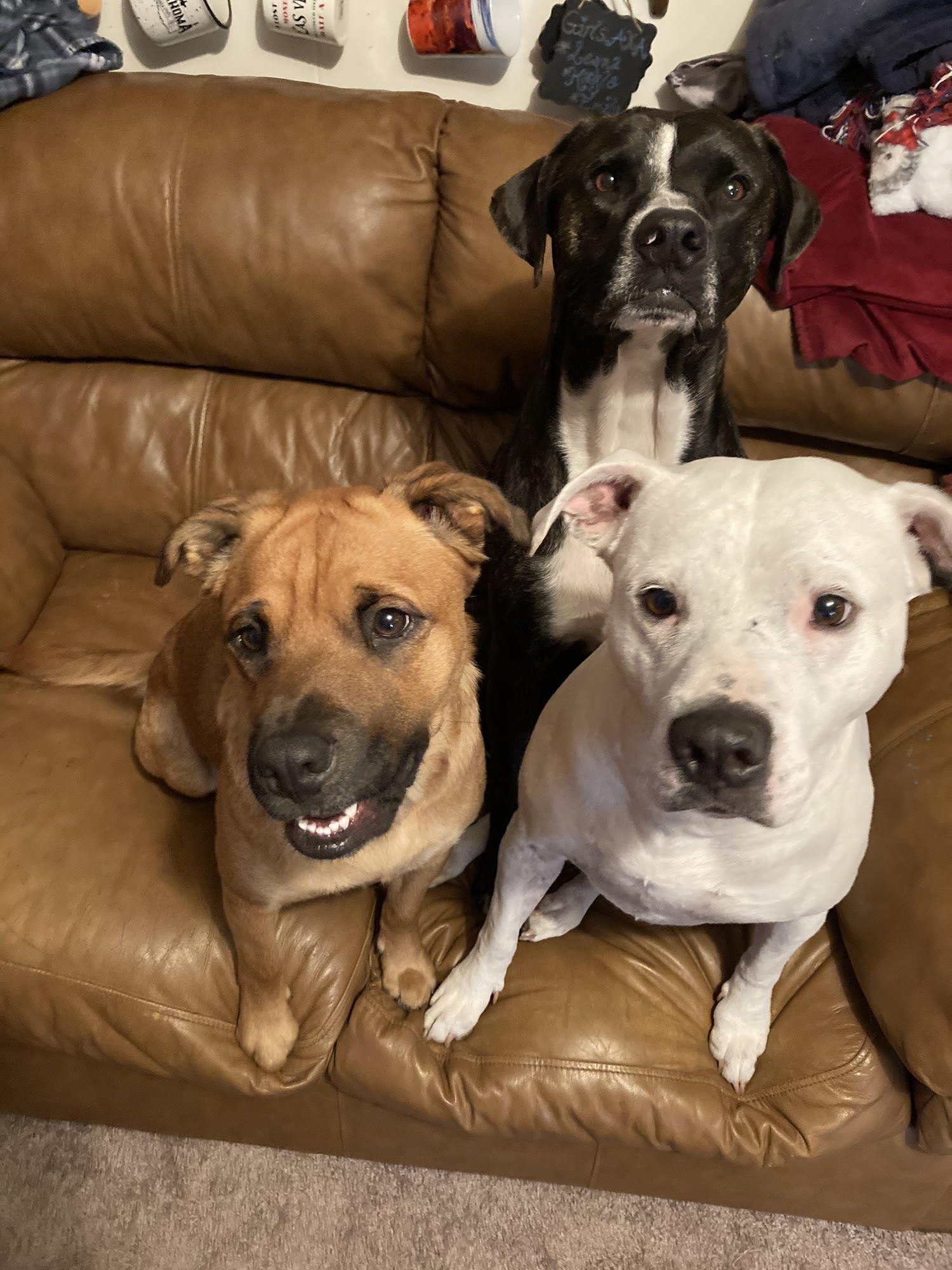 Wet Your Whiskers Springfield