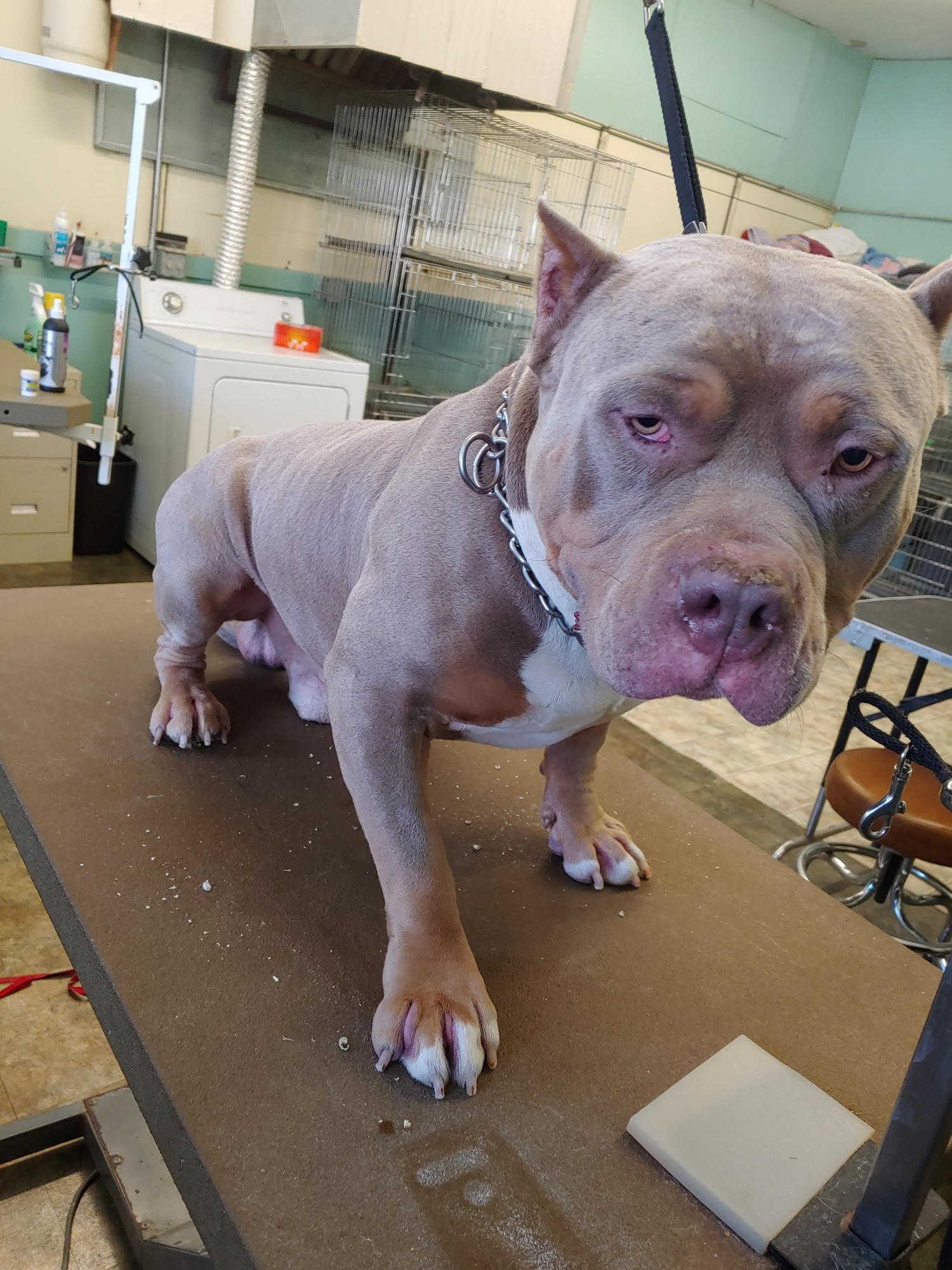 Mac's Pet Salon LLC Springfield