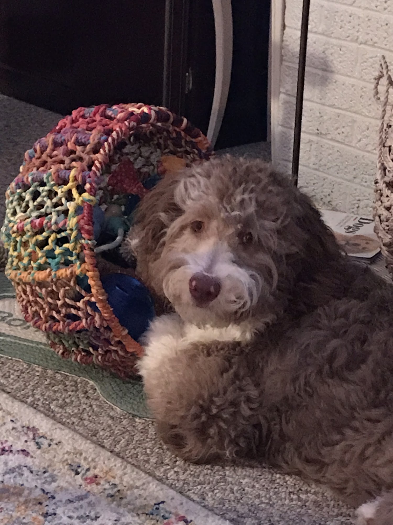 King Kennels Springfield