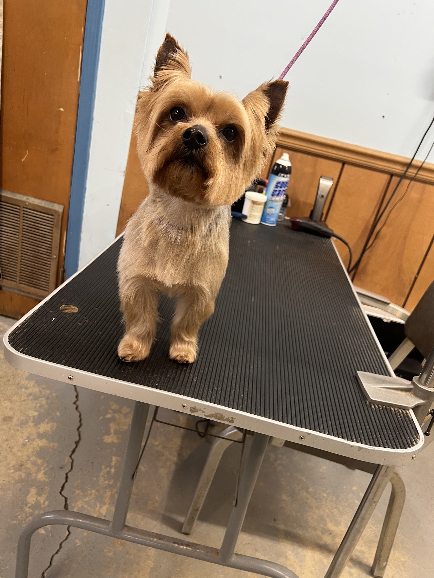 Pet Facilities in Springfield, Ohio Pet Stores, Grooming, Pet Care, Pet Sitting & Training
