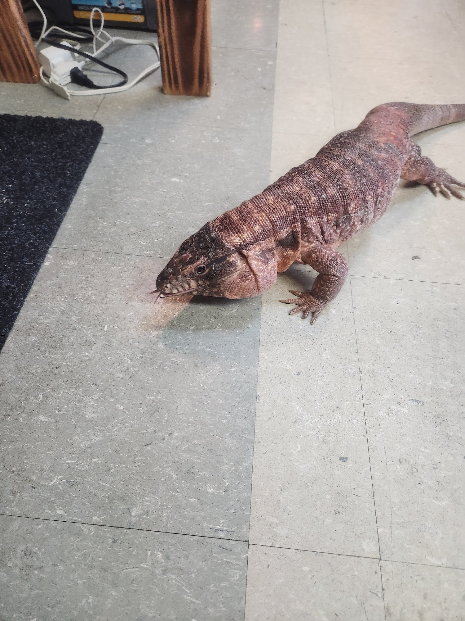 Animal Jungle Pet Shop Stow