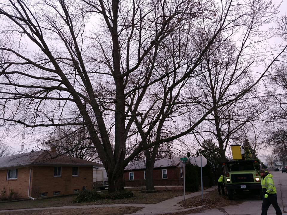 Bayer Tree Service, LLC 11645 Sager Rd, Swanton Ohio 43558