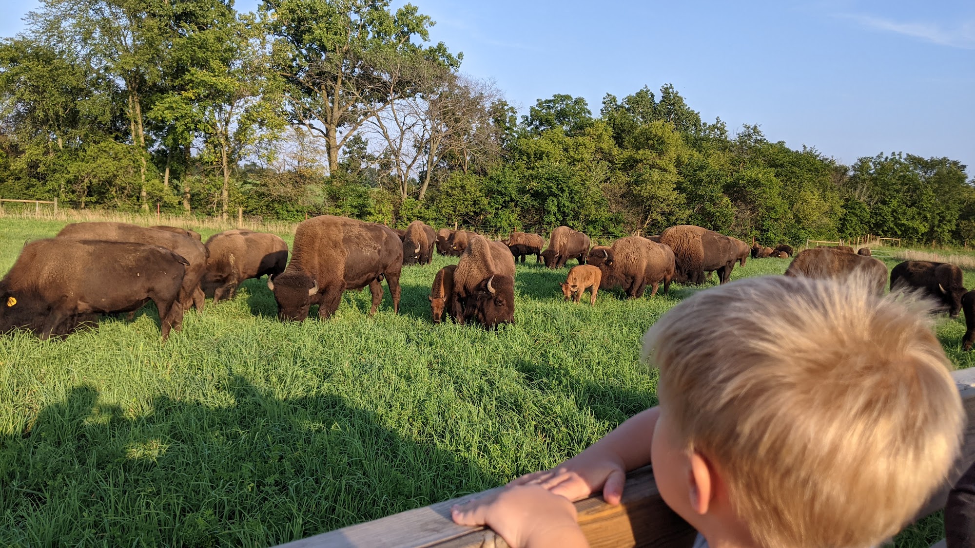 Bracy Gold Bison Ranch