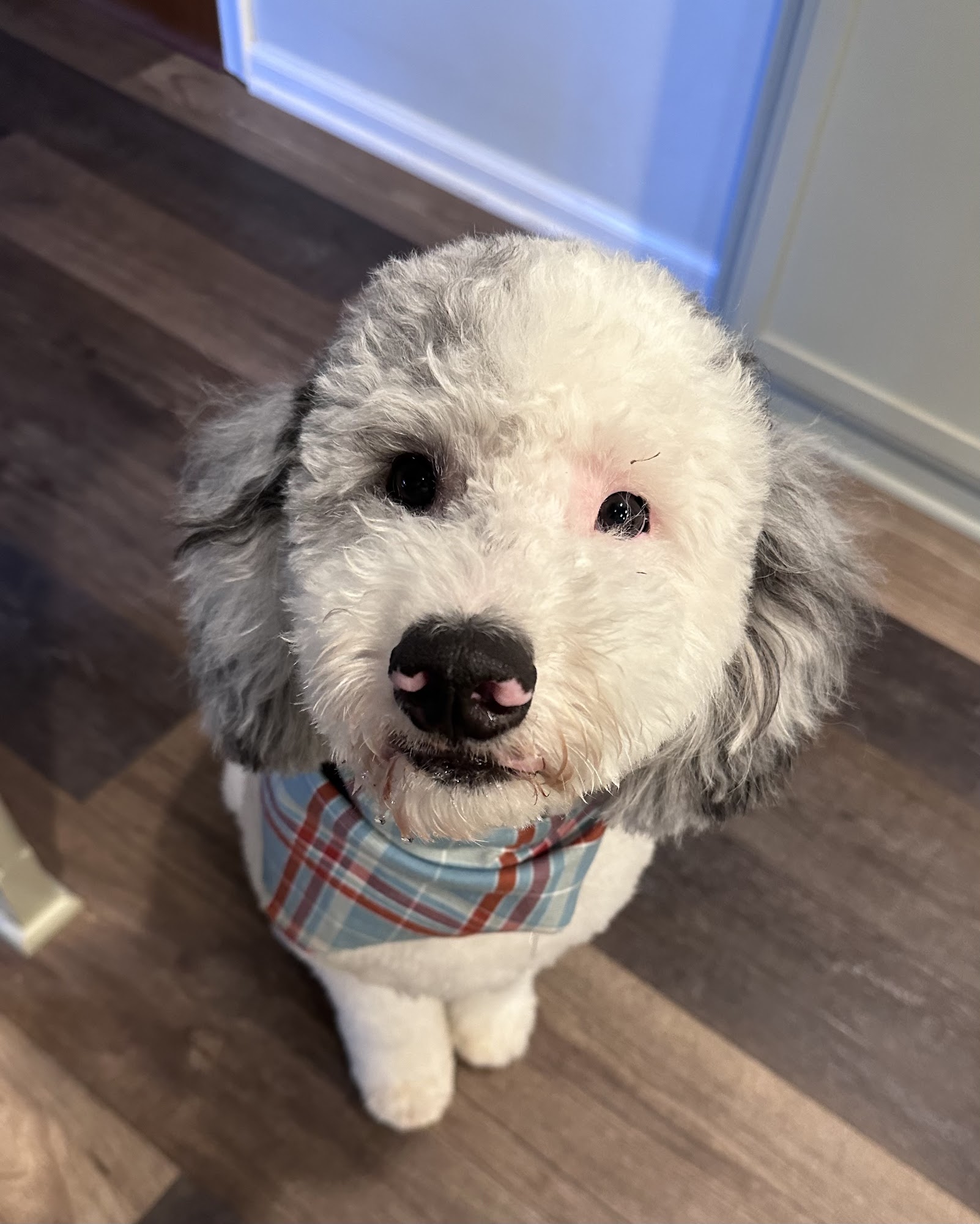 Shaggy Chic a Doggy Salon Toledo