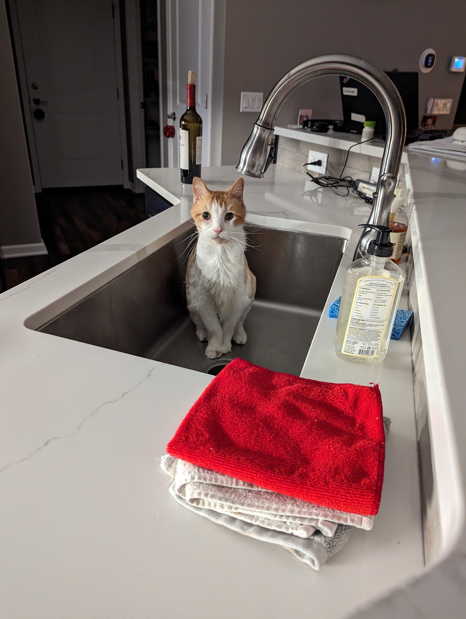 Paws & Whiskers Cat Shelter Toledo