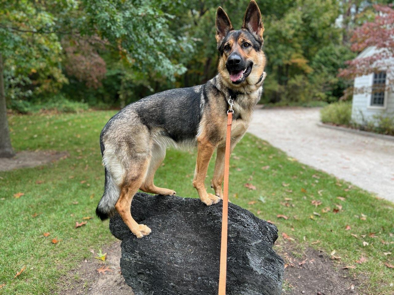 Glass City K9 LLC Toledo