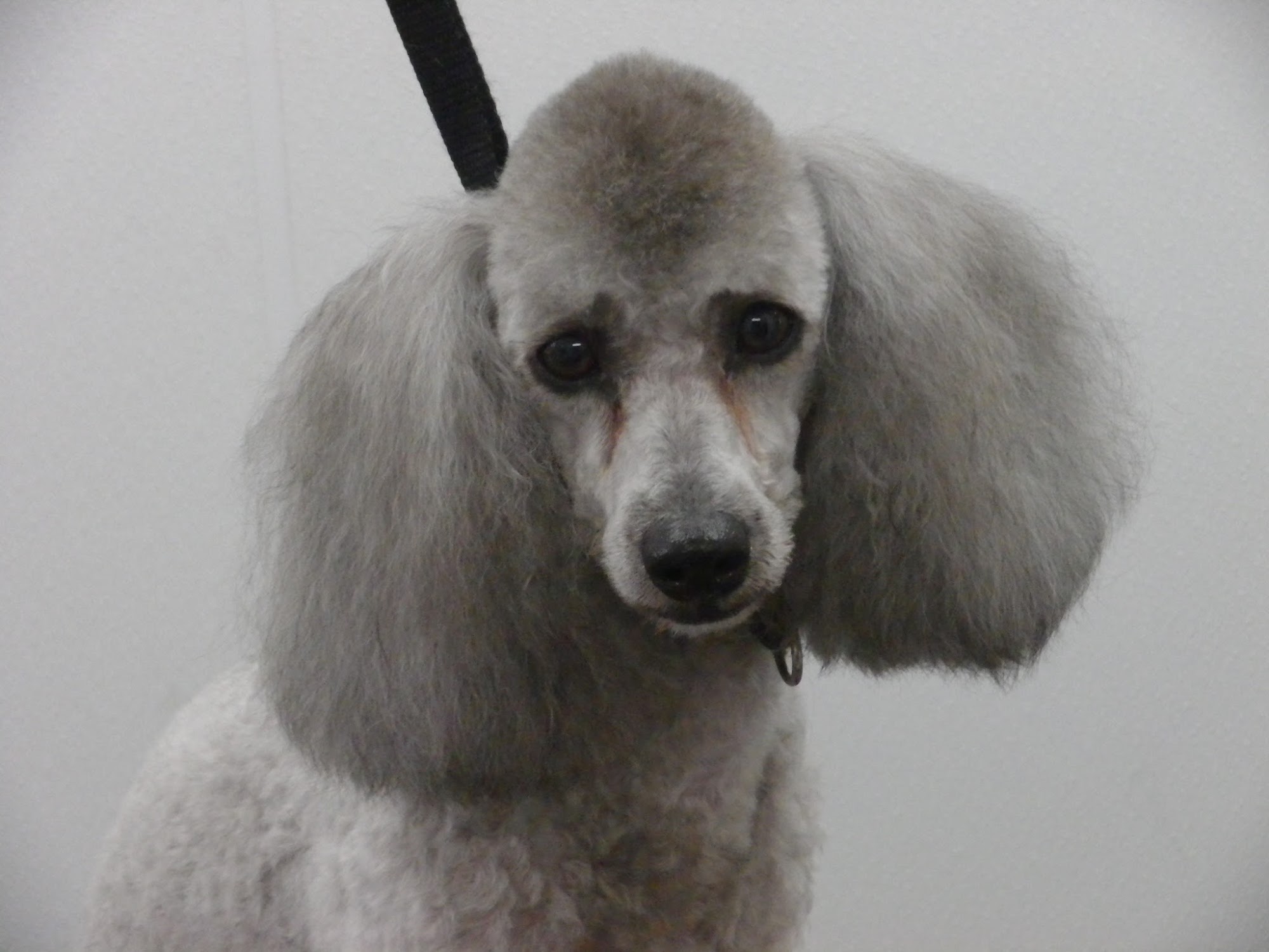 Happiface Dog Grooming
