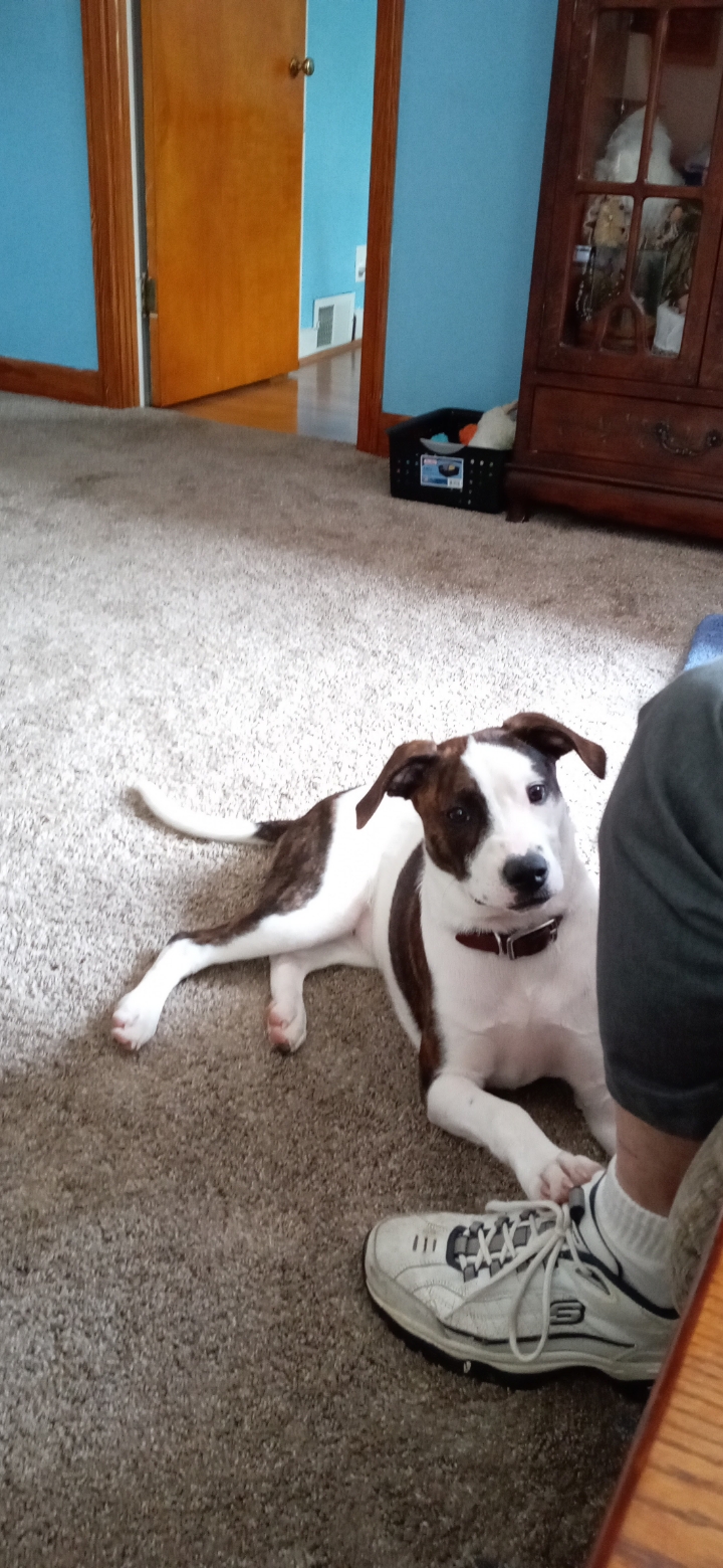 Animal Welfare League of Trumbull County
