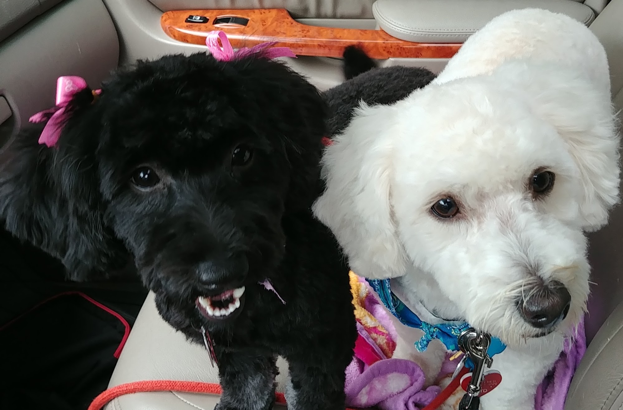 Plus One Dog & Cat Grooming Wadsworth