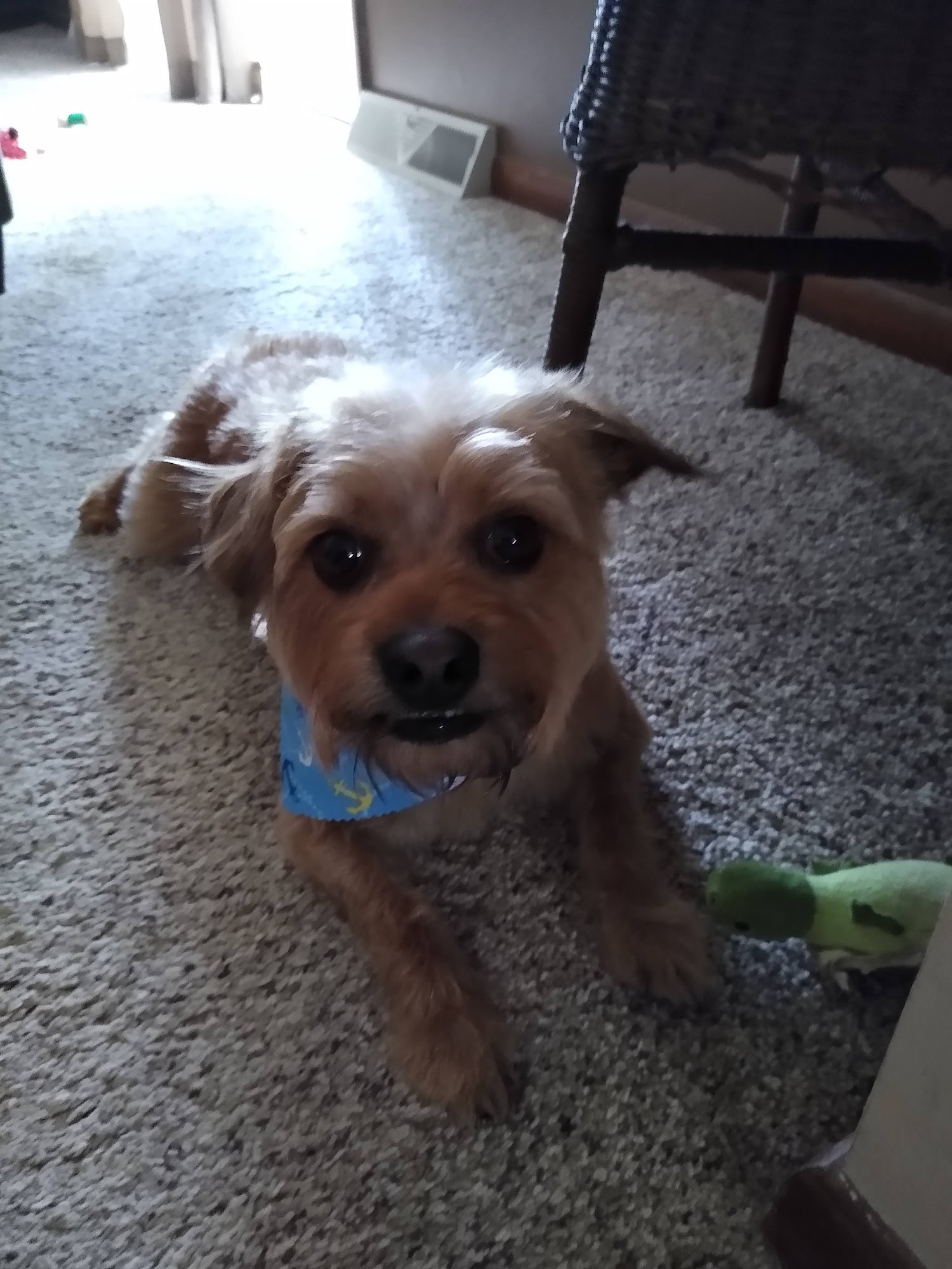 Must Love Dogs Daycare & Spa Wadsworth