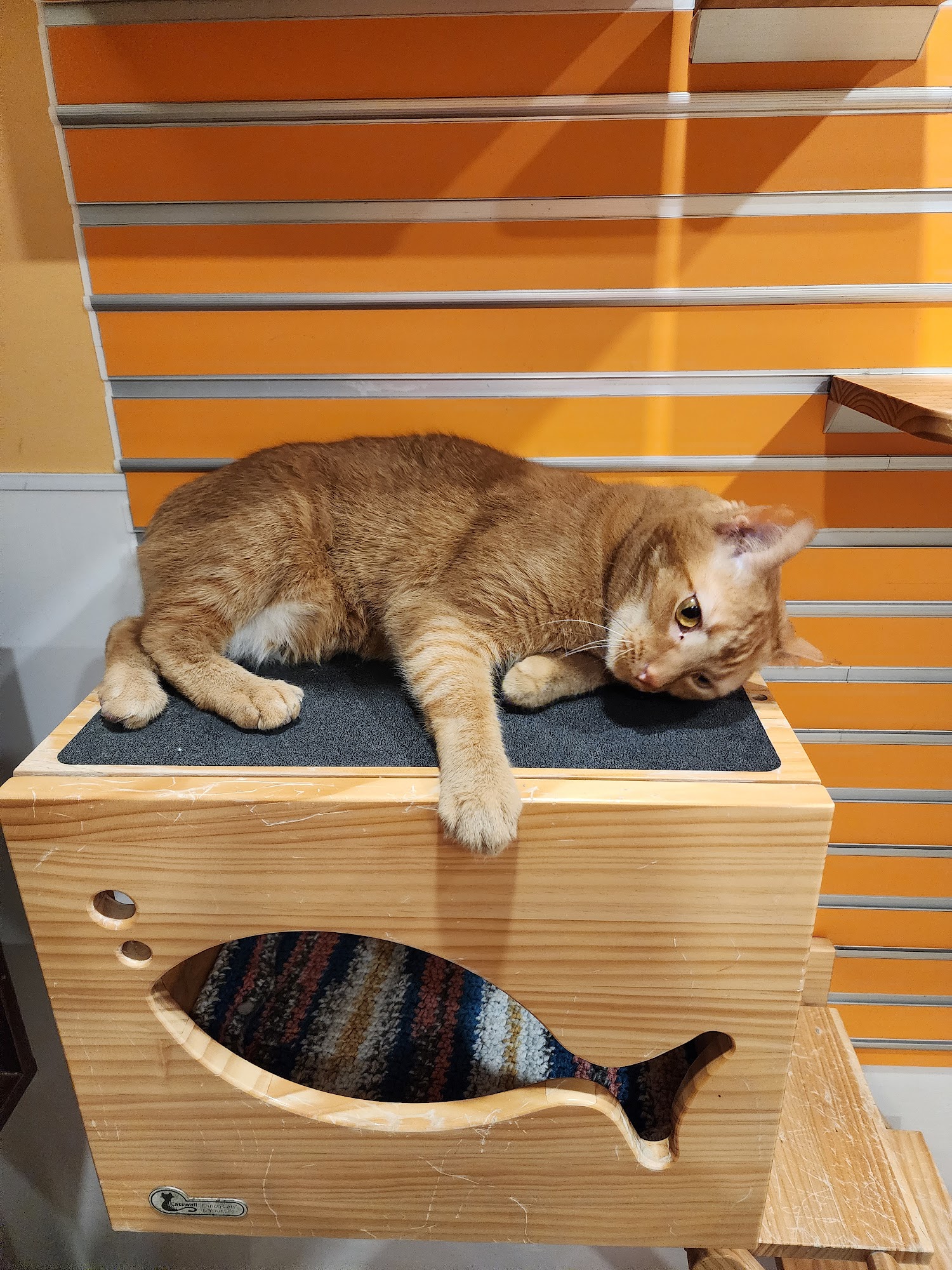 SICSA Pet Adoption and Wellness Center Washington