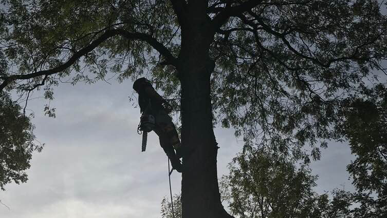 Adam's Tree Service