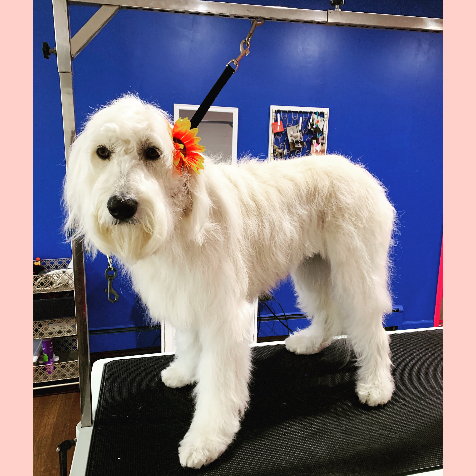 A Brush Above Pet Grooming, LLC Possible Same Day Appointments