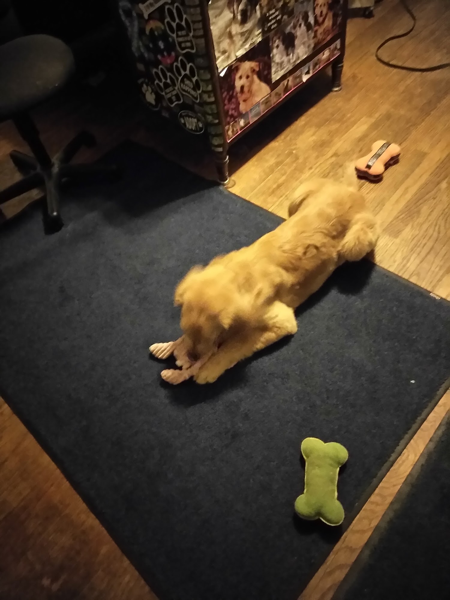 Vanessa's Westside Pet Grooming Youngstown